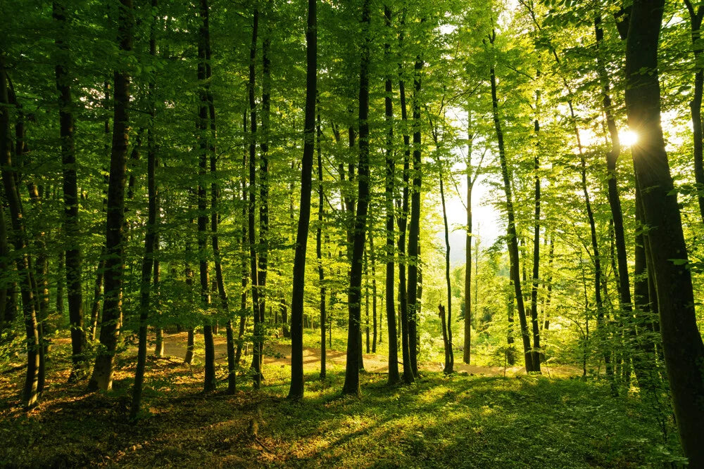 Embracing Sustainability